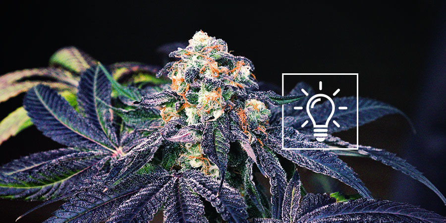 Hvad du skal overveje, når du avler cannabis Hvad du skal overveje, når du avler cannabis