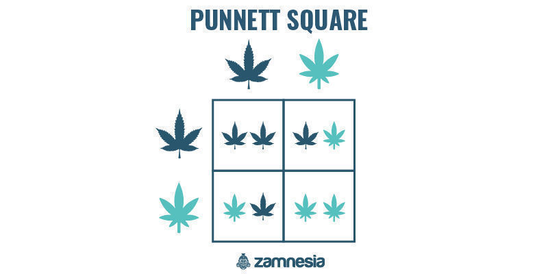 Punnett-kvadrat