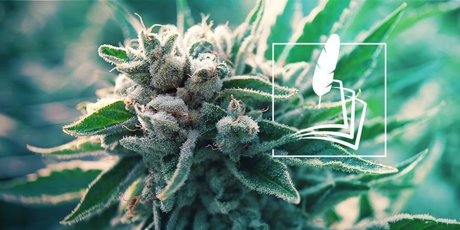 Cannabisens historie history of cannabis