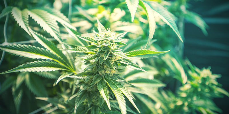 Cannabis sativa og cannabis indica