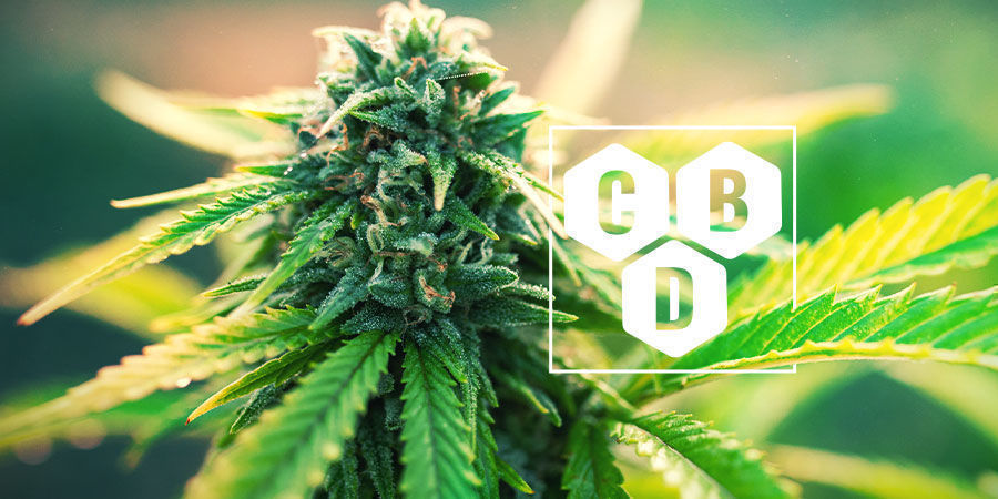 Hvad er cannabidiol (CBD)? Hvad er cannabidiol (CBD)?