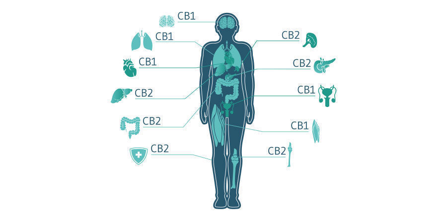 Hvordan virker CBD? How does CBD work?