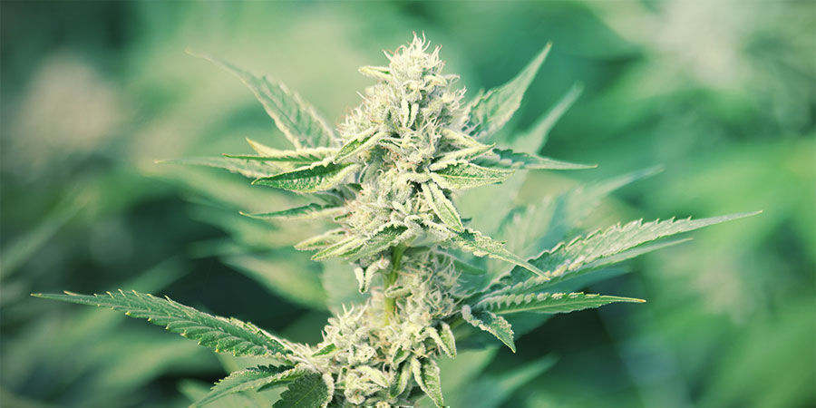 Hvor kommer CBD fra? Where does CBD come from?