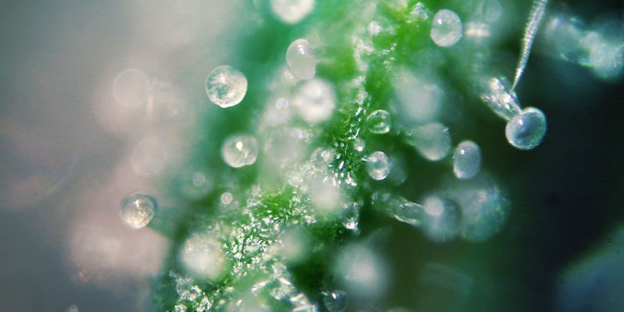 THC-niveauer i cannabissorter THC Levels In Cannabis Strains