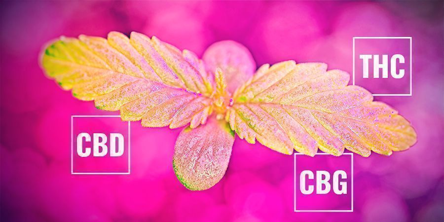 Hvordan fotosyntesehastigheden kan p&aring;virke cannabinoidindholdet