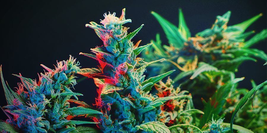 Forskel p&aring; fotoperiode og autoflowering sorter i forhold til fotosyntese?
