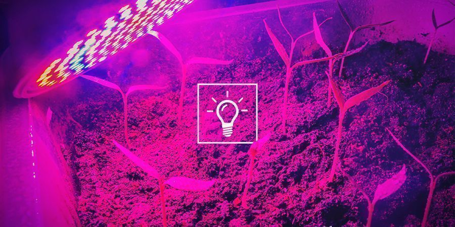 Cannabis & lyskvalitet: Watt, lumen, PAR og PPFD