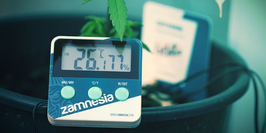 Cannabis: Optimale betingelser for fotosyntese