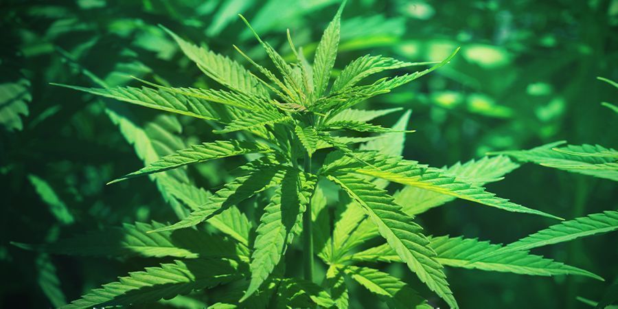 Cannabis vegetativ vækstfase Cannabis vegetativ vækstfase