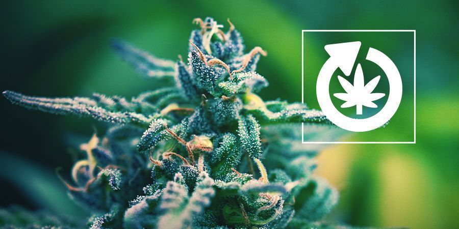 Cannabisplantens livscyklus Cannabisplantens livscyklus