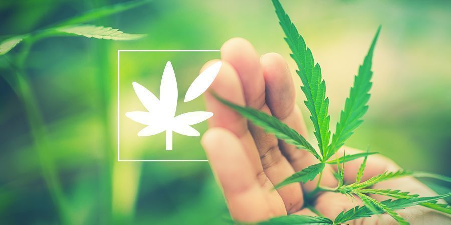 Alt om cannabisplantens anatomi All About Cannabis Plant Anatomy