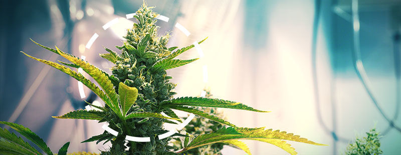 Cannabis Cola cannabis COLA
