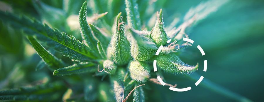 Cannabis bægerblad cannabis CALYX