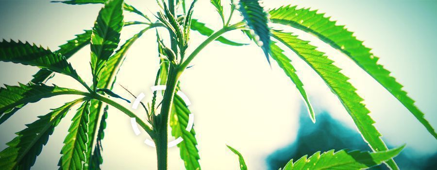 Knuder cannabis NODES