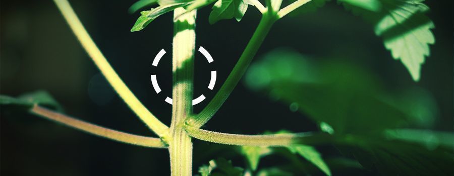 cannabisstængel