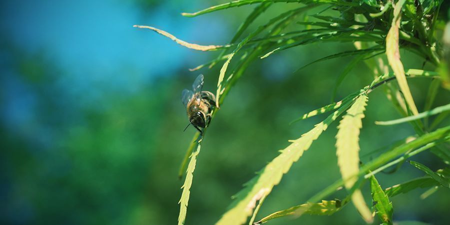 Bestøvning af cannabisplante Bestøvning af cannabisplante