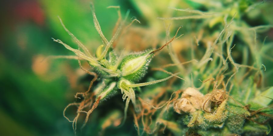 Hermafrodit-cannabisplanter