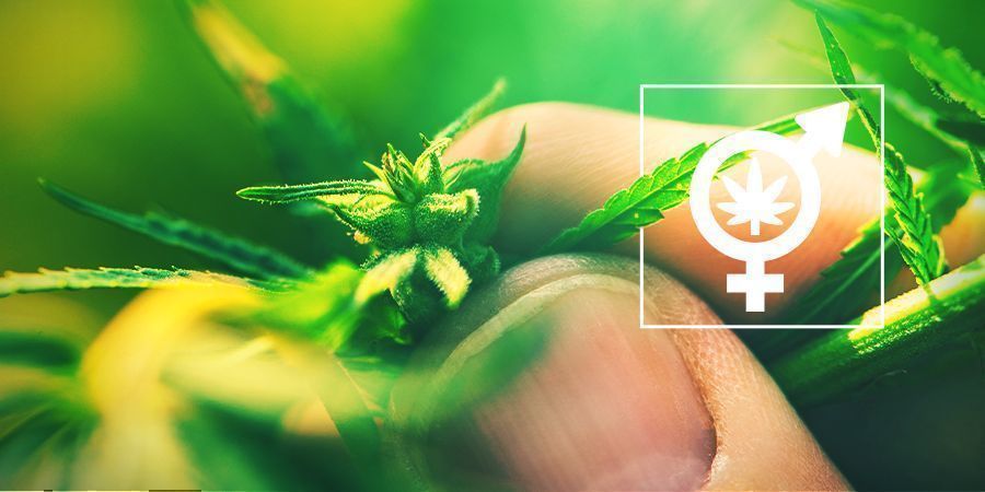 Afgør kønnet på dine cannabisplanter Afgør kønnet på dine cannabisplanter