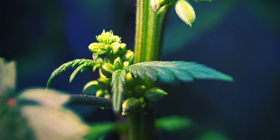 Hanlige cannabisplanter