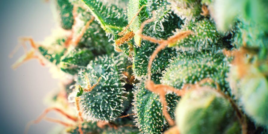 Terpeners virkninger og fordele The Effects And Benefits Of Terpenes