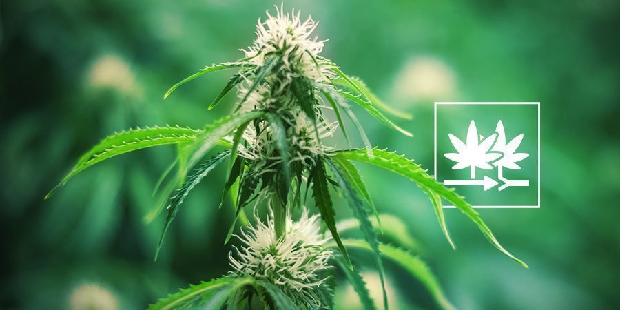 Sådan skaber du din egen cannabissort med regulære cannabisfrø