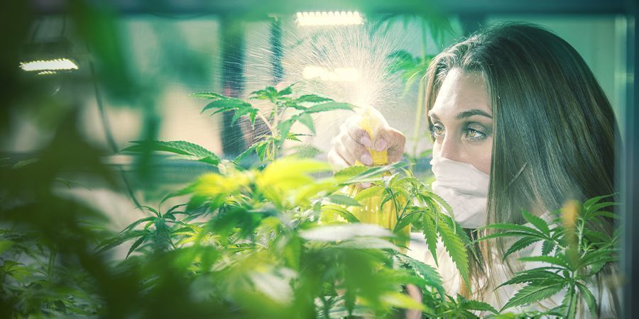 Professionelle forædlere Professionelle cannabisforædlere