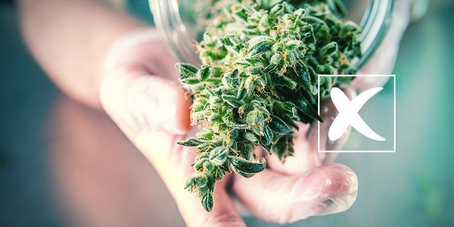 Regulære cannabisfrø: Ulemper Regulære cannabisfrø: Ulemper