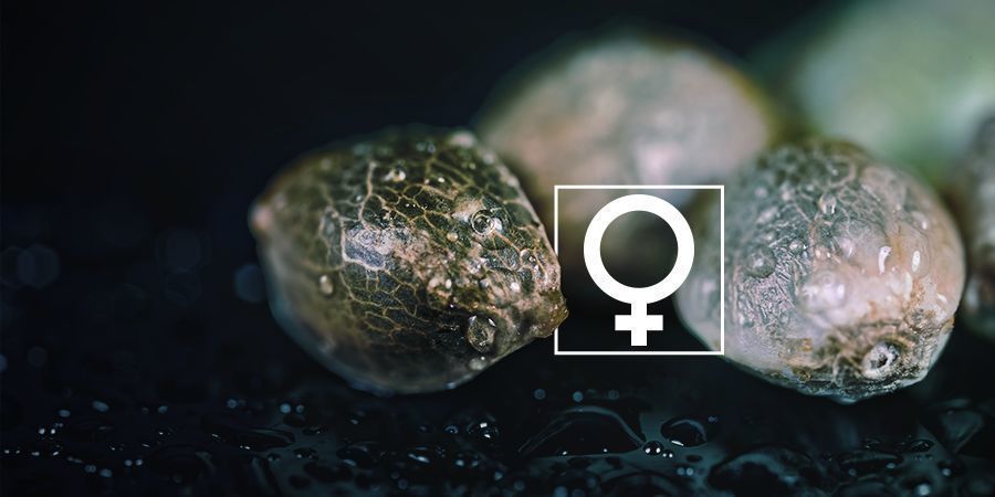 Kan du feminisere cannabisfrø derhjemme? Kan du feminisere cannabisfrø derhjemme?