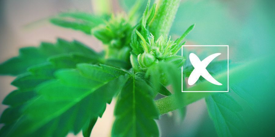 Feminiserede frø: Ulemperne Feminized Cannabis Seeds: The Cons
