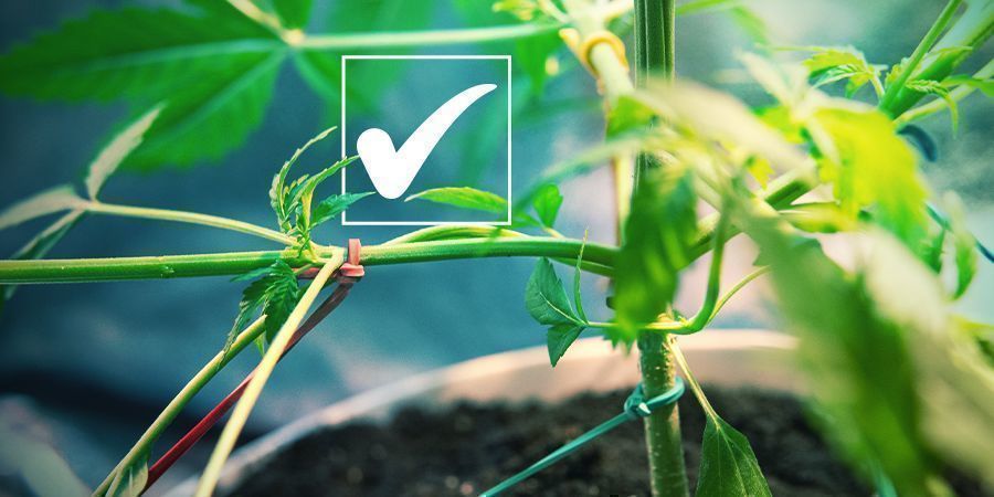 Feminiserede frø: fordelene Feminiserede Cannabisfrø: fordelene