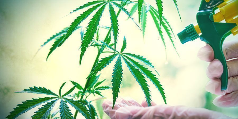 Hvordan bliver frø feminiserede? Hvordan bliver cannabisfrø feminiserede?