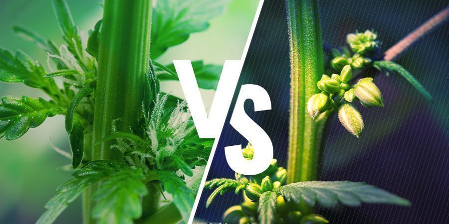 Cannabisplanters køn: Han- vs. hunplanter