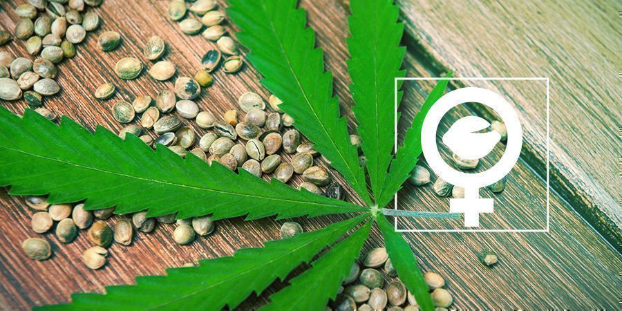 Hvad er feminiserede cannabisfrø?
