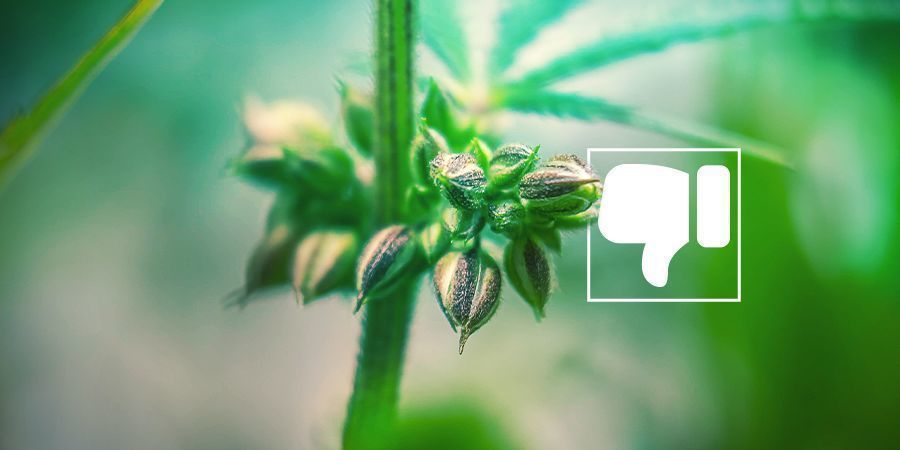Hvorfor du (sandsynligvis) ikke ønsker han-cannabisplanter Hvorfor du (sandsynligvis) ikke ønsker han-cannabisplanter