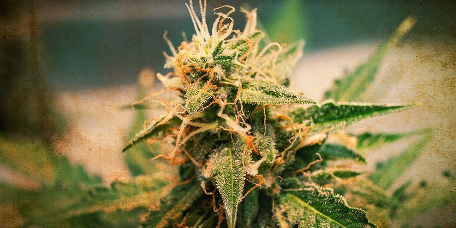 Autoflowering cannabisfrøs historie History of Autoflowering Cannabis