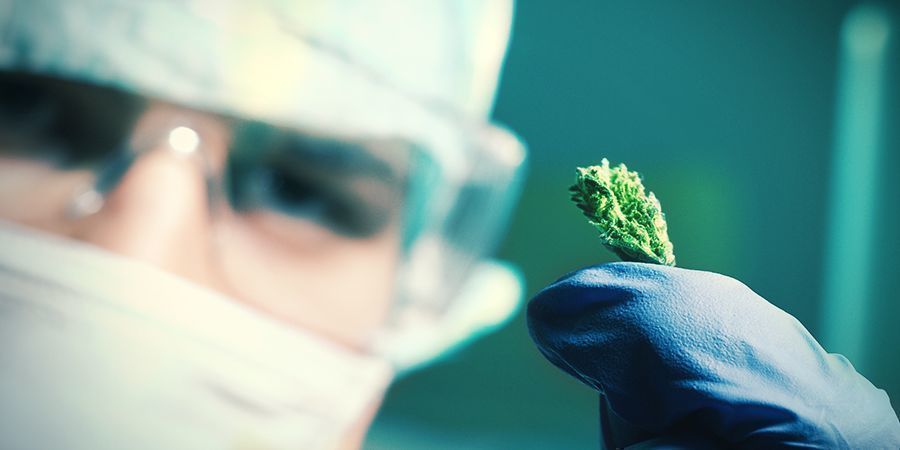 Hvordan laves Autoflower cannabisfrø? Hvordan laves Autoflower cannabisfrø?