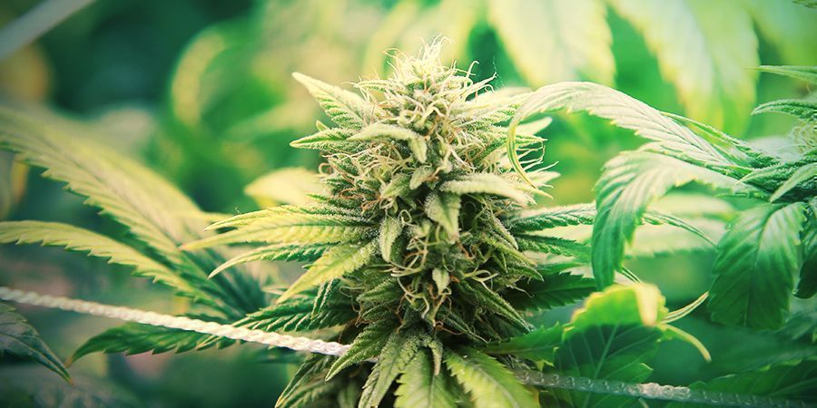 Øg dit udbytte af Autoflower cannabis Øg dit udbytte af Autoflower cannabis
