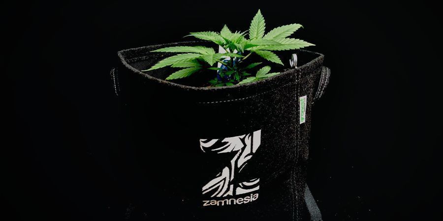 Ting, du bør overveje, når du dyrker cannabis fra Autoflowering-frø