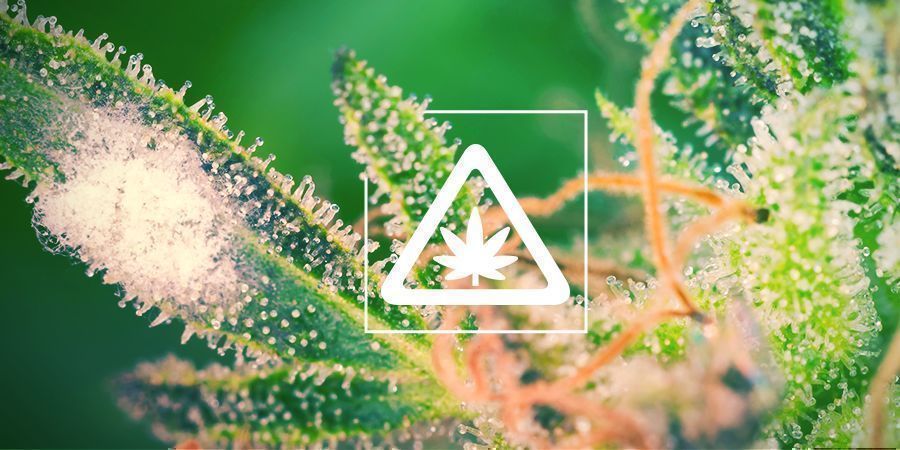 Almindelige problemer i cannabis-haven Almindelige problemer i cannabis-haven