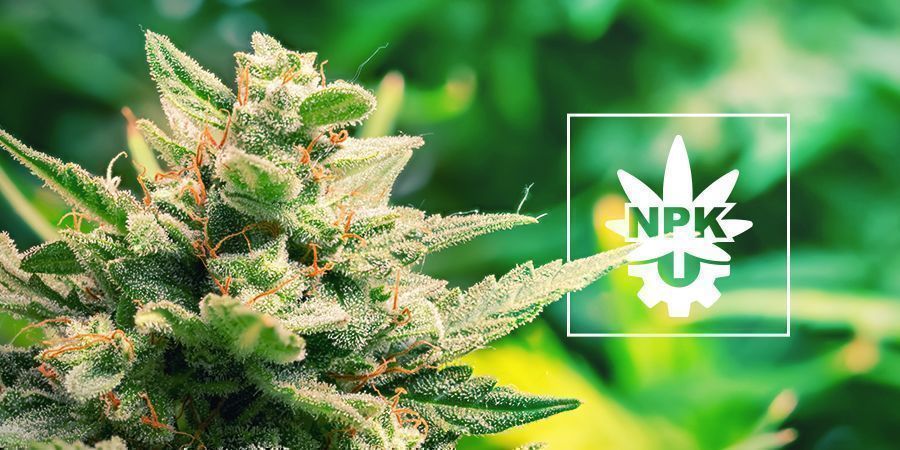 Har Autoflower brug for n&aelig;ring?