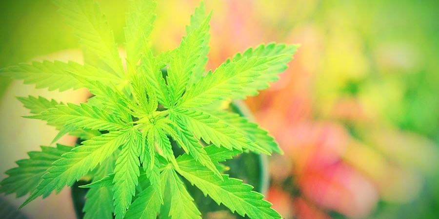 Har Autoflower brug for n&aelig;ring?