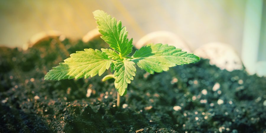 Er det muligt at dyrke Autoflower uden n&aelig;ringsstoffer?