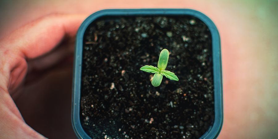 Hvorn&aring;r skal Autoflowering-planter have n&aelig;ring?