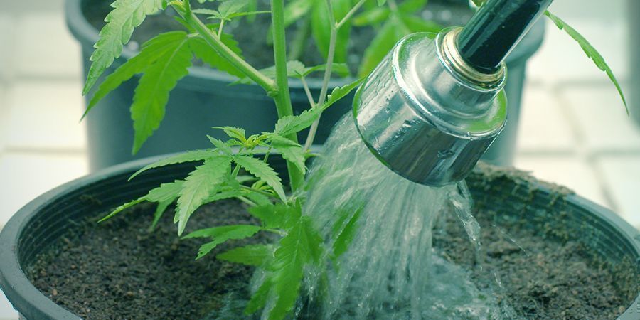 Hvorn&aring;r og hvordan du skyller dine cannabisplanter