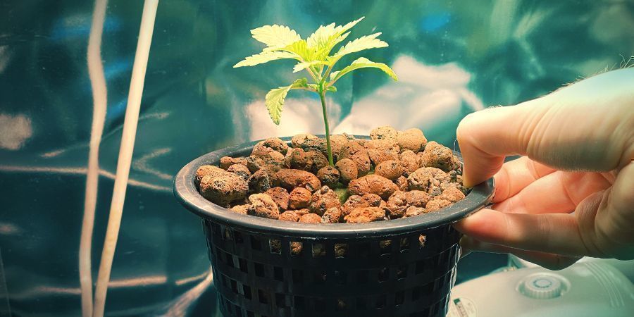 Hydro-opsætningstyper: Deep Water Culture (DWC)