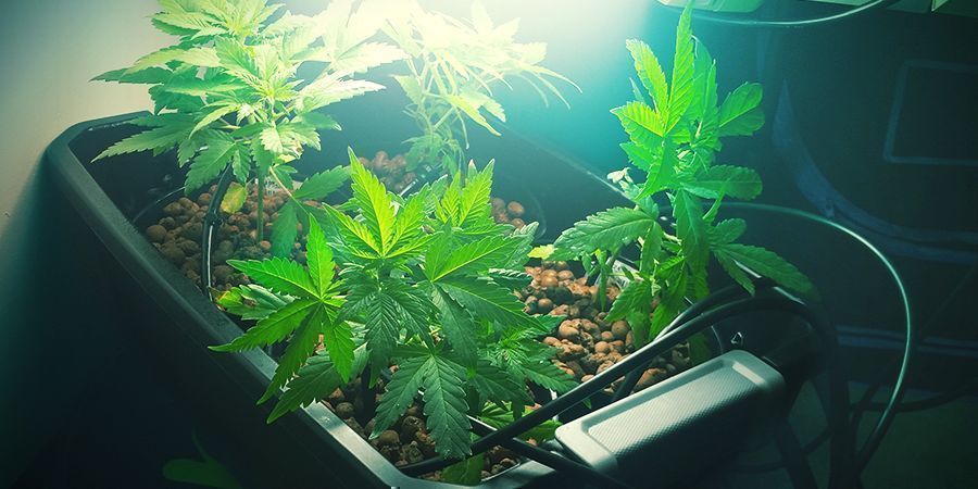 Dryp Hydro Setup Types: Drip