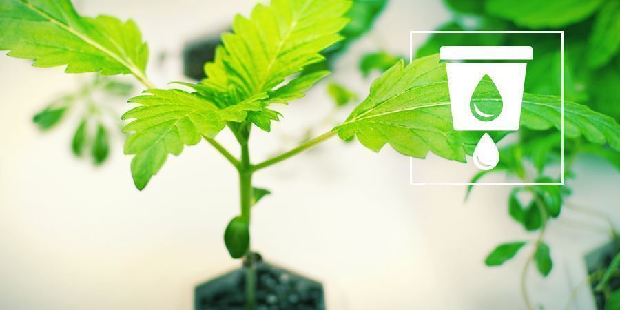 Dyrkning af cannabis med hydroponik Dyrkning af cannabis med hydroponik