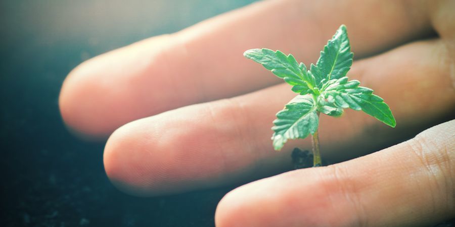 Positive effekter af CO₂ på cannabisplanter Positive effekter af CO₂ på cannabisplanter