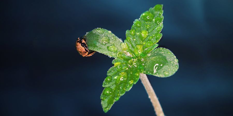 Hvornår man skal bruge CO₂ til cannabisplanter