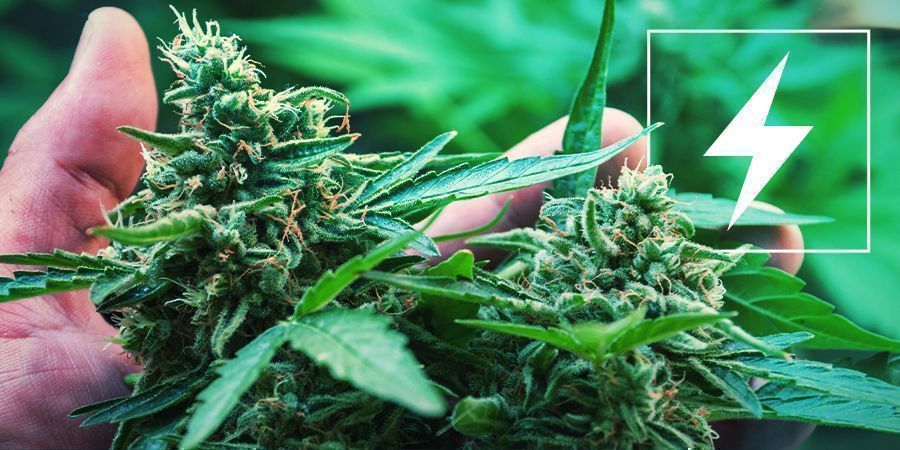 Elektricitet og dyrkning af cannabis Elektricitet og dyrkning af cannabis